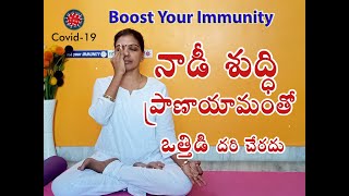 Nadi Shuddhi Pranayama in Telugu  Anulom Vilom Pranayama  Benefits and Procedure  Precautions [upl. by Josi]