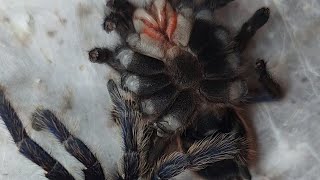 Tarantula Molting  Time Lapse [upl. by Swehttam]