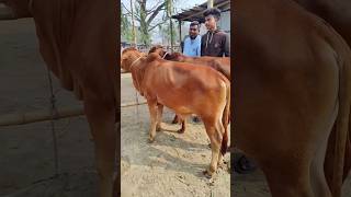 Hat sera shahiwal shar gorur dam Ambari hat cow ssrbanglatv [upl. by Herminia]