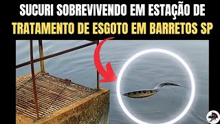 Sucuri vive na Estação de tratamento de Esgoto em Barretos SP [upl. by Galloway738]