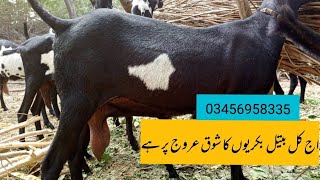 Ambarsariya bakriyon Ka Shauk goat 13 2024 [upl. by Malissa]