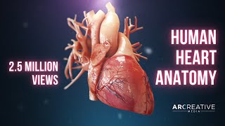 Human Heart Anatomy 3D Medical Animation [upl. by Eidnew]