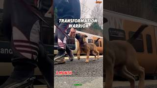 Training k9 dogs at homegermanshepherd chó malinois pets pubg k9 [upl. by Justicz]