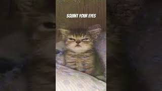 What’s cookin Good lookin 😺🐱🐈 illusion cat squint pets funny shorts fyp [upl. by Ailekahs]