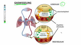 Lewenswetenskappe GR11 Menslike Gaswisseling Deel 2 [upl. by Baldwin]