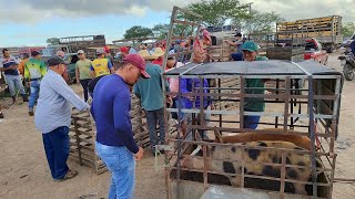 porco ovelhas em CachoeirinhaPe 25424 nordeste agro suino arroba [upl. by Saied]