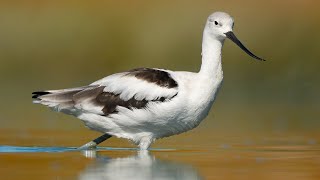 American avocets San Francisco Bay bird photography [upl. by Ennovad]