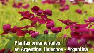 Plantas ornamentales en Argentina Helechos  Argentina TvAgro por Juan Gonzalo Ángel Restrepo [upl. by Airtal706]