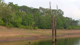 Thekkady boat journey [upl. by Rimisac]