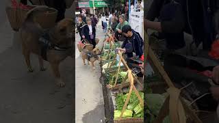 fanny dog 🐶 fanny animal Dhola sada ay songs k Sath viral shots [upl. by Herahab197]