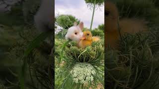 Cute bunny and duck cute rabbit cute little pets in the countryside [upl. by Eerrahs]