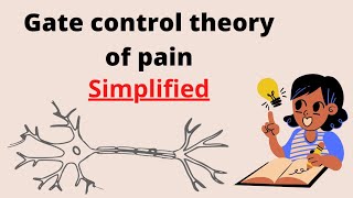 Gate Control Theory of Pain Simplified [upl. by Rhodia662]