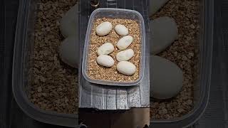 Pulling Ball Python Eggs ballpython ballpythons reptile snake animals pets pet python [upl. by Darcee]