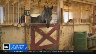 Livestock owners taking precautions following VSV outbreak in SoCal [upl. by Trey]