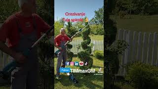 Tuja spirala  Spiralna tuja gardenservistimmax timkojiuredjuje timmaxgm timmax [upl. by Ber]