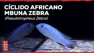 Peces Cíclidos Africano Mbuna Zebra Maylandia Zebra  Ficha Técnica 🐟 [upl. by Malvin721]