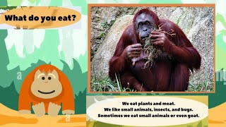 Meet the Animals 82 Orangutan Little Fox [upl. by Batty]