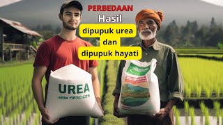 Perbandingan Padi dipupuk Urea vs Pupuk Hayati [upl. by Briant]