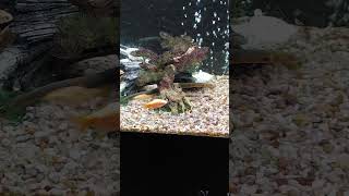 My sons Rope fish in the Tiger Barb tank looking good [upl. by Aienahs]