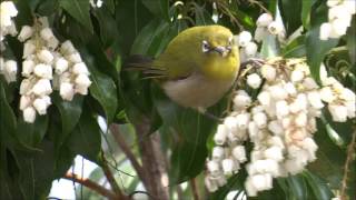 Japanese Whiteeye Zosterops japonicus [upl. by Johiah]