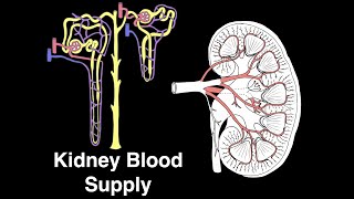 Kidney blood supply [upl. by Zena]