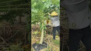 Papaya plant harvesting shorts agriculture modernfarmer youtbeshorts cropmanagement [upl. by Irmgard]