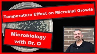 Temperatures Effect on Bacterial Growth Microbiology [upl. by Abana243]