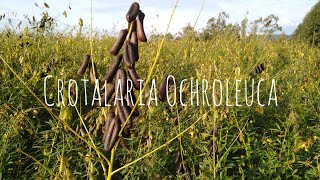 CROTALÁRIA OCHROLEUCA pasto apícola e redução dos Nematoides do solo [upl. by Lyris498]