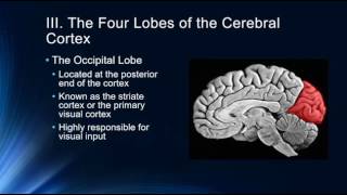 Introduction to the Cerebral Cortex [upl. by Rimahs]