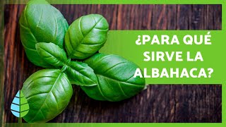 BENEFICIOS de la ALBAHACA 🌱 Propiedades Medicinales y Usos Culinarios [upl. by Isabelle]