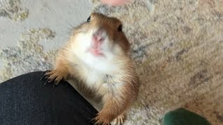 Poppy the Prairie Dog is live and doing some WAHOOs 🥰 [upl. by Alexandrina460]