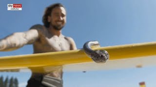 Gold coast man fined for taking pet python for a surf [upl. by Iggam]