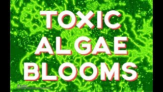 Toxic Algae Outbreaks How toxic are they [upl. by Keeton]