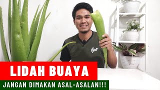 Cara Konsumsi LIDAH BUAYA YANG AMAN  MANFAAT dan EFEK SAMPINGNYA [upl. by Ekal]