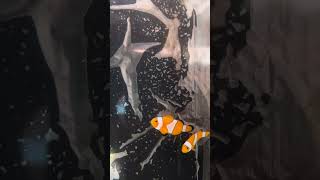 ส้มขาว  ocellaris การ์ตูนส้มขาว ocellaris clownfish atollfarm [upl. by Joelle]