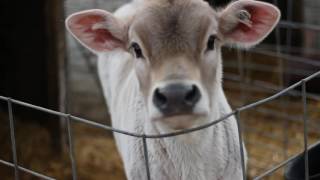 Brown Swiss Cows and Calves [upl. by Muriel]