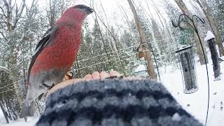 Pine Grosbeak Feb212019 [upl. by Iraam]