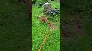 Vizsla Training To Track Deer Blood PA [upl. by Nahsar]