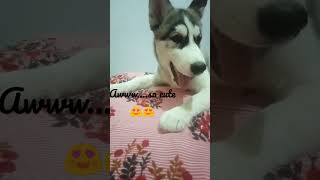 husky puppy howling doglover husky huskyhowling cutetrenfingshortvideo viralshorts [upl. by Nomra493]