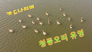 청둥오리 유영 오리 청둥오리 철새 유영 Korea [upl. by Cherri]