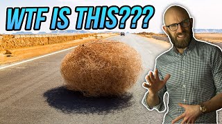 So What Actually is a Tumbleweed Anyway And How Did it Become Associated with the American West [upl. by Barcot]