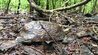 Painted Wood Turtle [upl. by Linus]