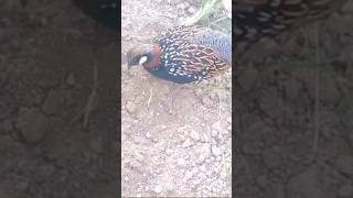 Kala Teetar Mill gay teetar francolin pets [upl. by Laforge]