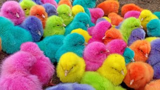 Menangkap ayam lucu ayam warna warni ayam rainbow bebek angsa ikan hias ikan cupang [upl. by Ybot]