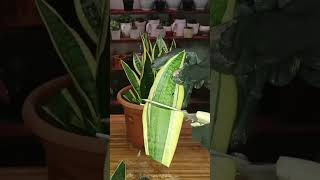 Sansevieria Leaf Cuttings Propagation plantpropagation sanseveria snakeplant [upl. by Aenej]