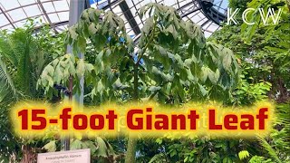 🔴Amorphophallus titanum 15foot GIANT Leaf [upl. by Onairam873]