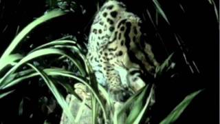 Margay An Endangered Species HD [upl. by Svirad]