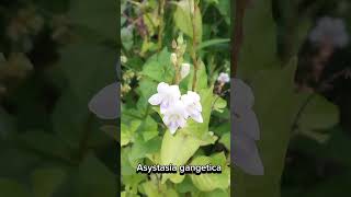 Asystasia gangetica flower 🌼 🌸 shortsvideo flowers sub subscribe travel tourism life live [upl. by Joyce]