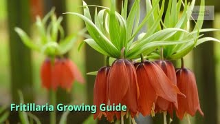 Fritillaria Growing Guide by GardenersHQ [upl. by Besse]