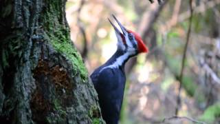 Pileated Woodpecker pecking and calling [upl. by Dion]